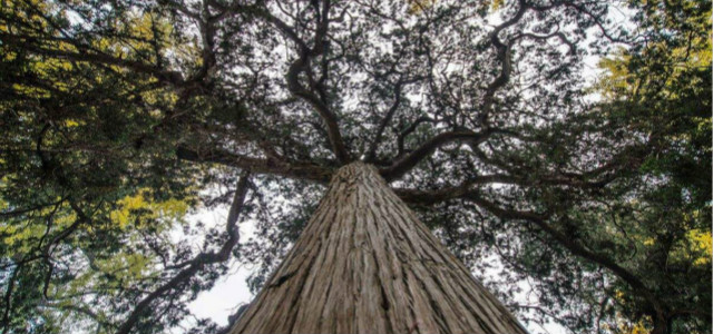 中國(guó)及世界現(xiàn)存十大名樹(shù)排行