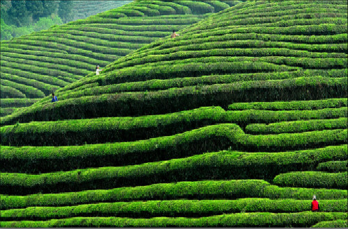 中國茶葉十大品牌，哪種茶葉最好喝