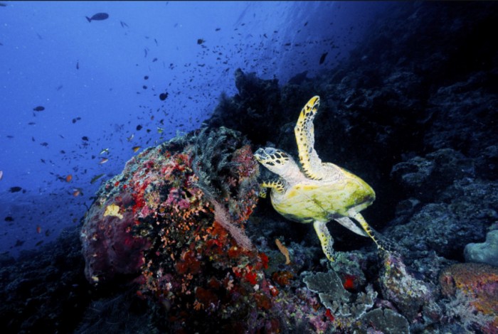 中國(guó)民族品牌有哪些