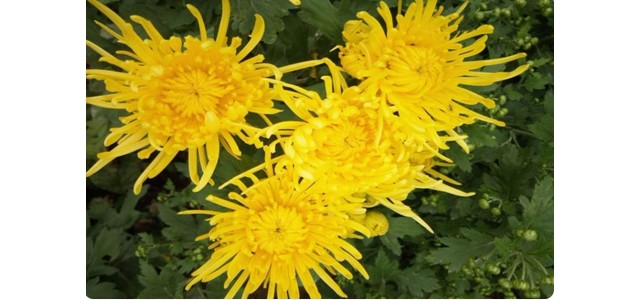 “中國菊花之鄉(xiāng)”，安陽市林州市茶店鎮(zhèn)太行菊花